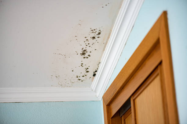 Best Home Mold Removal  in Haw River, NC