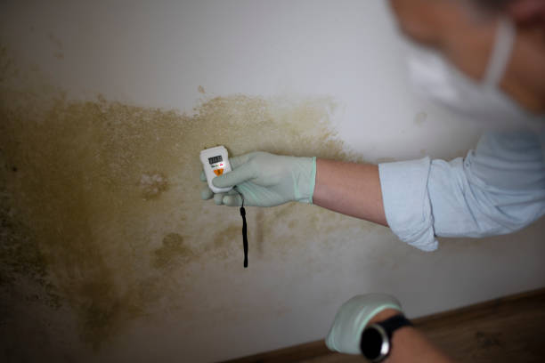 Best Professional Mold Removal  in Haw River, NC