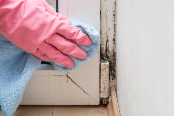 Best Mold Damage Repair  in Haw River, NC